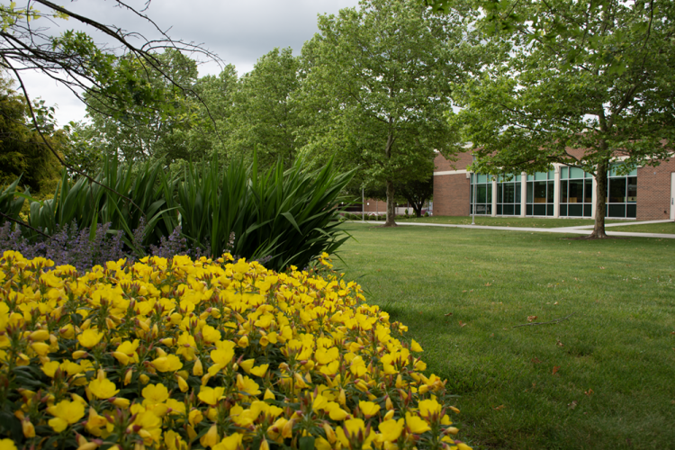 Flowers in spring